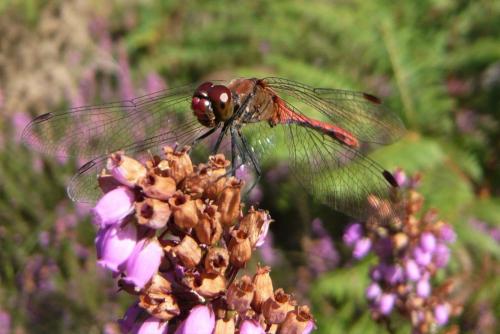 Sympetrum sanguineum